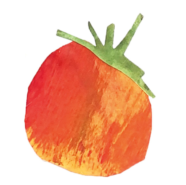 illustration tomate dessinée a la main avec aquarelle peinture crayon Emma Brunel