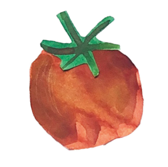 illustration tomate dessinée a la main avec aquarelle peinture crayon Emma Brunel