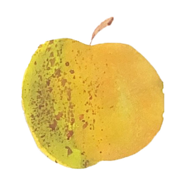 illustration pomme dessinée a la main avec aquarelle peinture crayon Emma Brunel