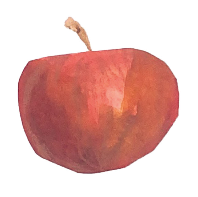 illustration pomme dessinée a la main avec aquarelle peinture crayon Emma Brunel