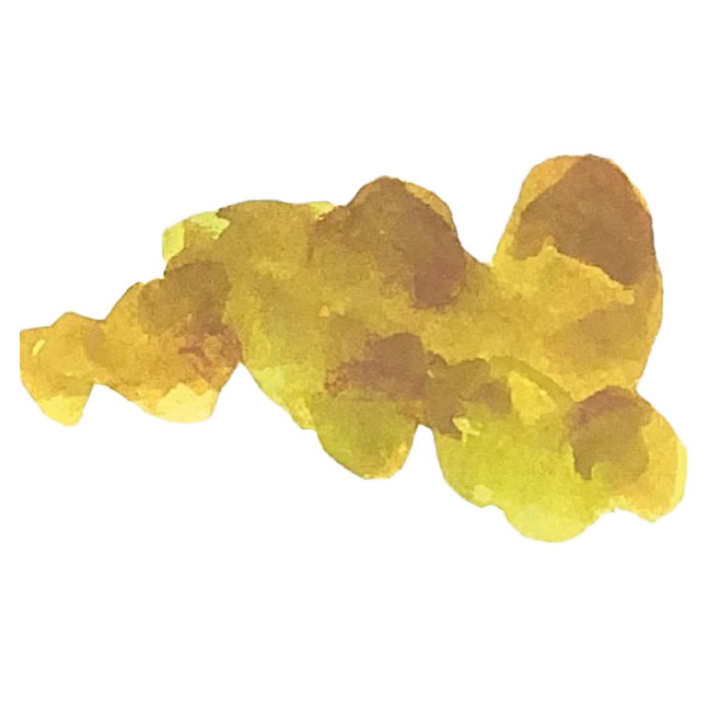 illustration raisin dessinée a la main avec aquarelle peinture crayon Emma Brunel